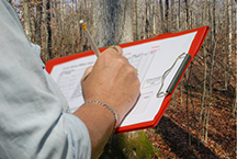 Bear Forestry timber appraisal